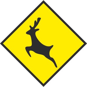 deer flying - pat dennehy